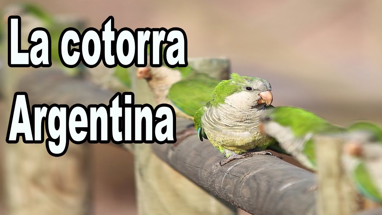 La Cotorra Argentina