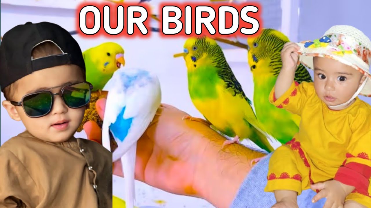 Birds Reaction To New House | Urdu Family Vlog