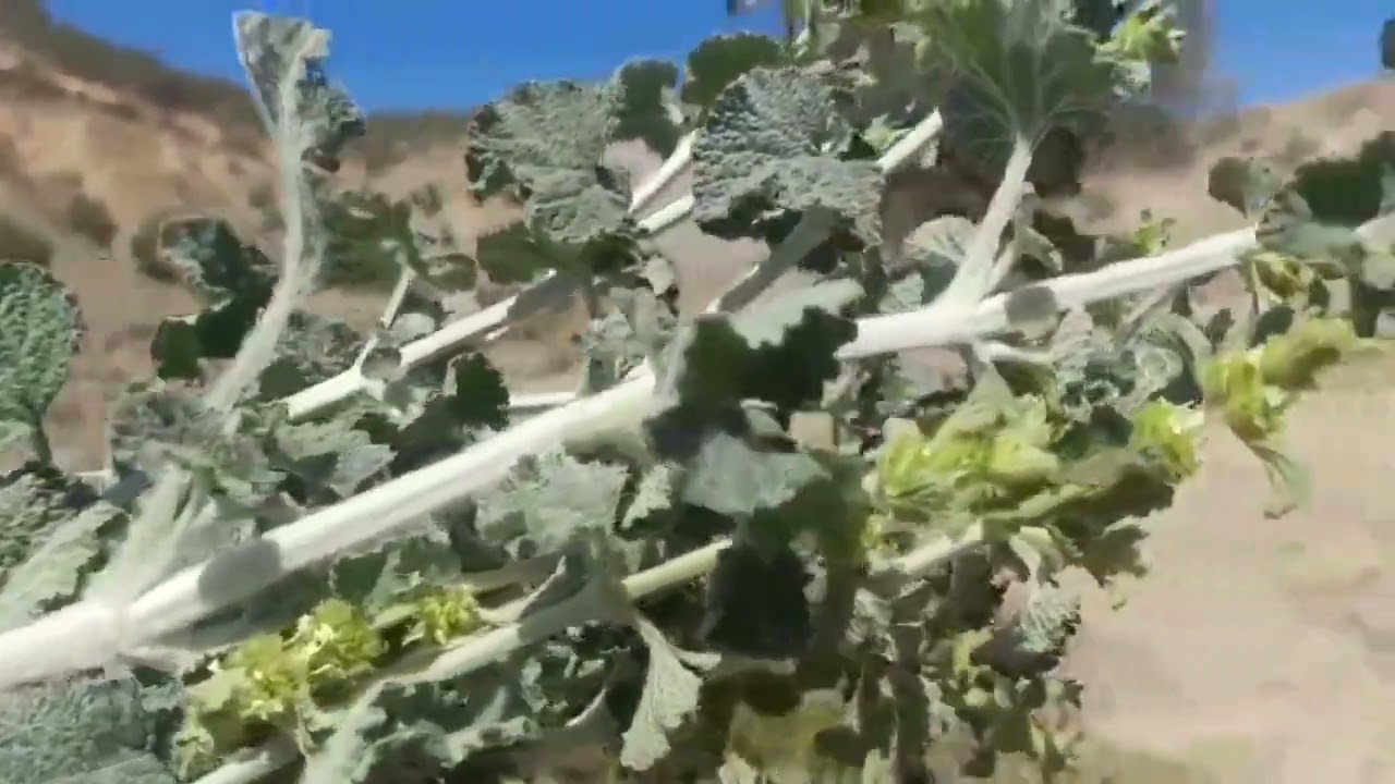 MARRUBE   BLANC  : MARNUYETH المريوة  
