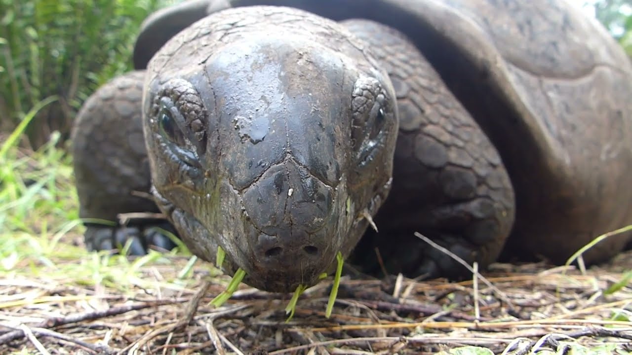 Discover How We’re Saving Seychelles’ Aldabra Giant Tortoises