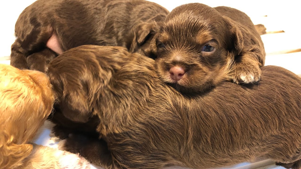 PUPPIES OPEN THEIR EYES FOR THE FIRST TIME | SHIH POO PUPPIES