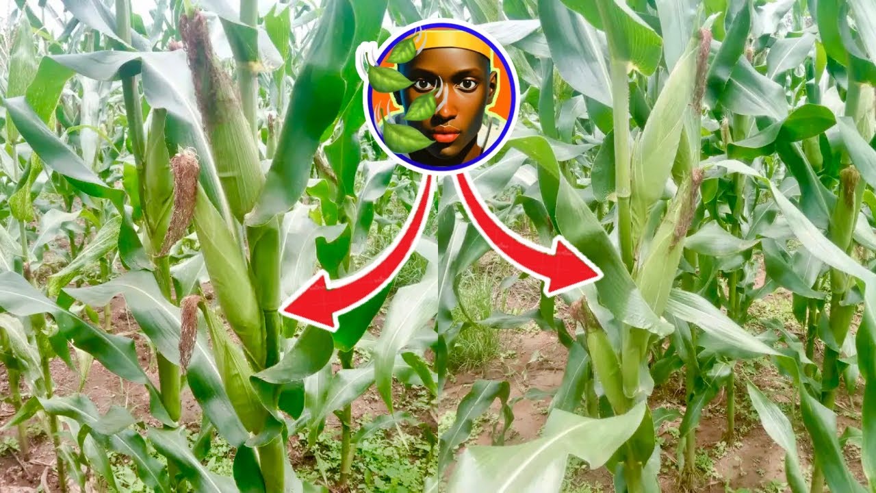 Le secret d'un millionnaire africain pour réussir la culture de maïs