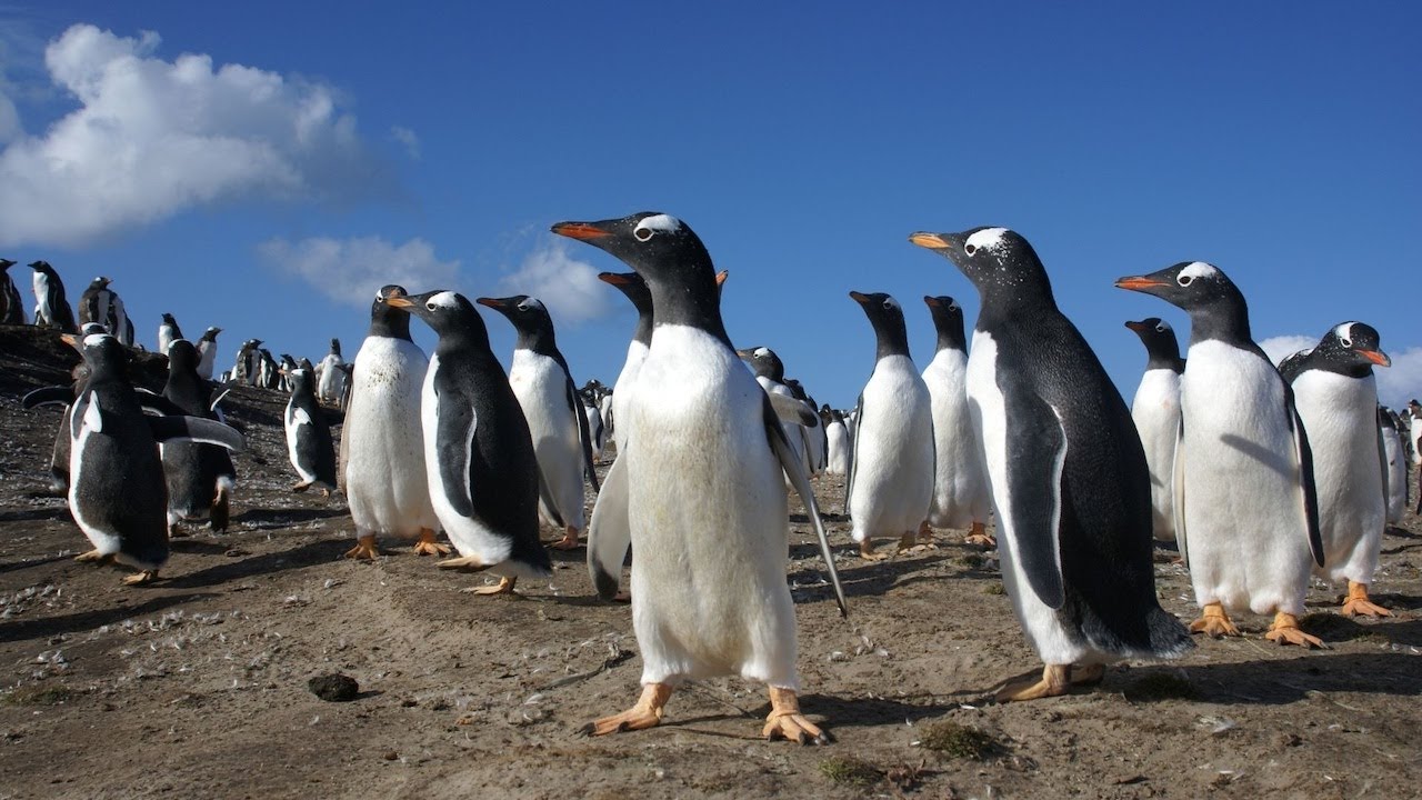 Penguins, Polar Bear, Caribou Reindeer, Snow Leopard, Arctic Fox. Nature’s Toughest Survivors