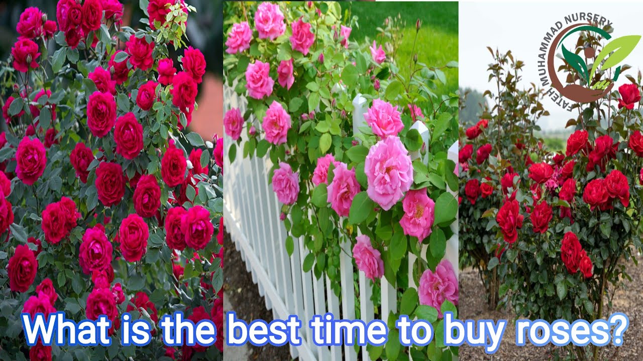 What is the best time to buy roses?