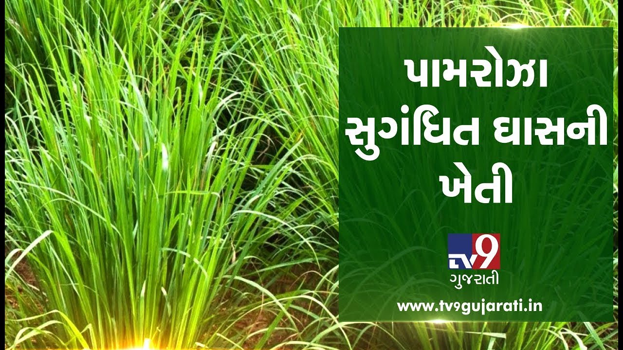 Dhoraji farmer strikes gold through Palmarosa grass cultivation | TV9Dhartiputra