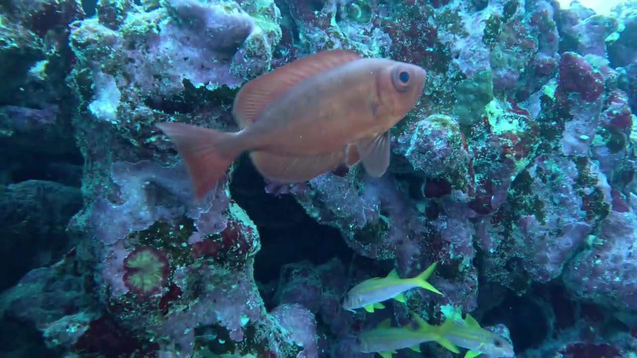 23282 562426 243  Marsa Alam Egipt 25r grudzień