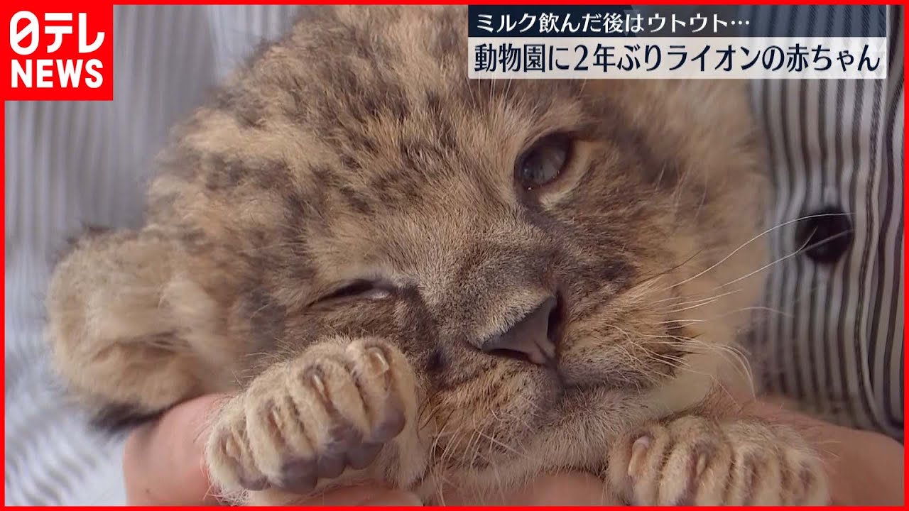 【2年ぶり】ライオンの赤ちゃんが誕生  大分・アフリカンサファリ