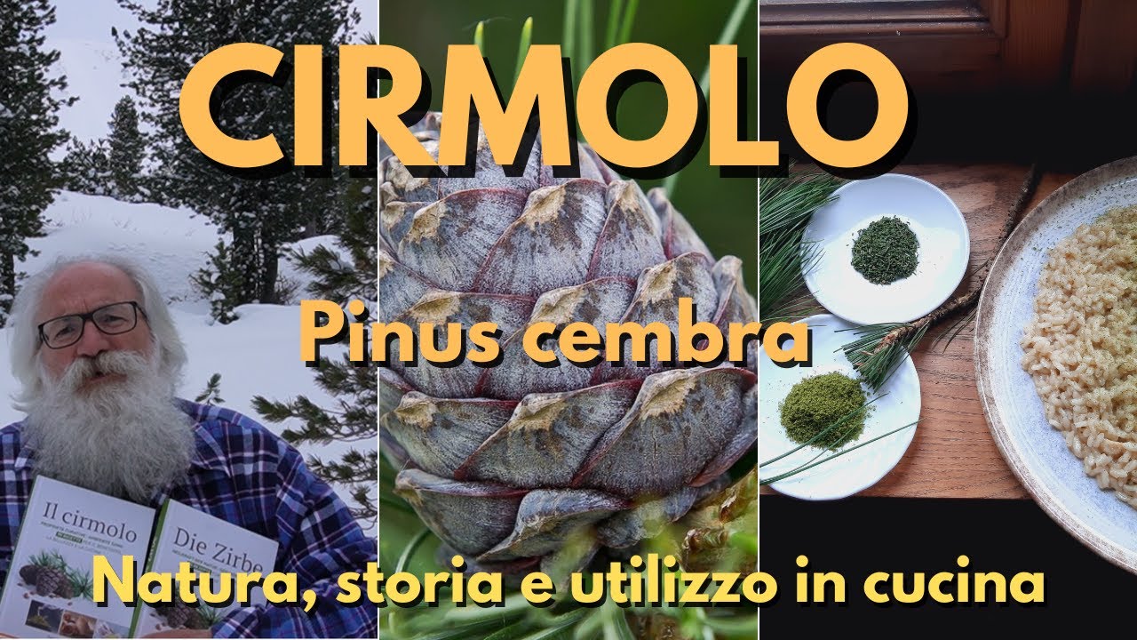 Cirmolo: Pinus cembra