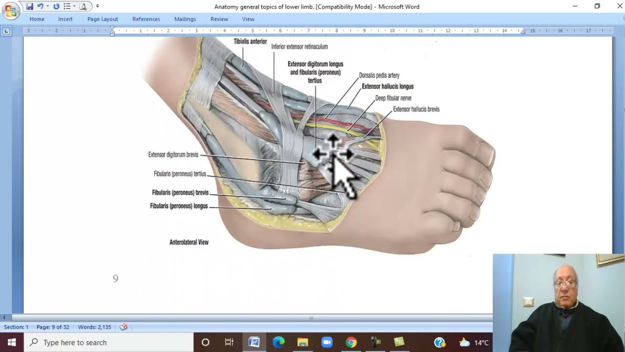 Musculo-skeletal Module , Anatomy of Lower Limb in Arabic 38 ( Fascia of the leg ) by Wahdan