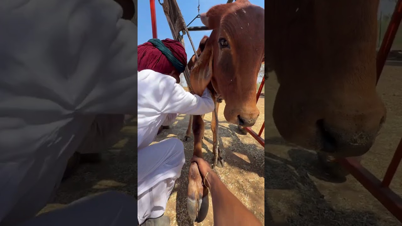 घायल गौमाता को रोज़ लिफ्ट देकर उठाना पड़ता #gomata #cow #animallovers #cowvideos #pets #goseva 