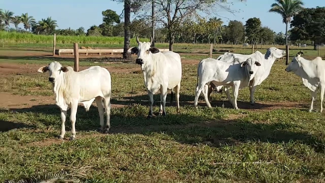 Quantos kg/dia de CAPIAÇU come uma vaca com 450kg de peso vivo?