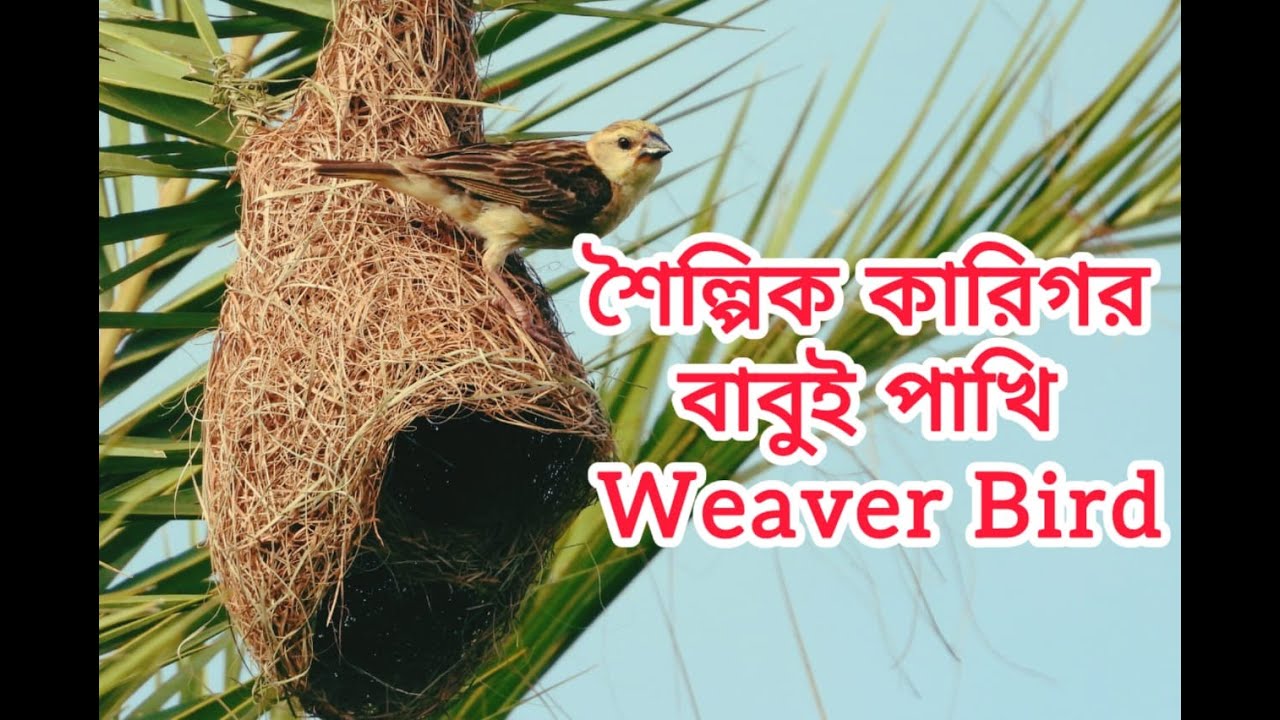 শৈল্পিক কারিগর বাবুই পাখি। Artistic craftsman Weaver bird