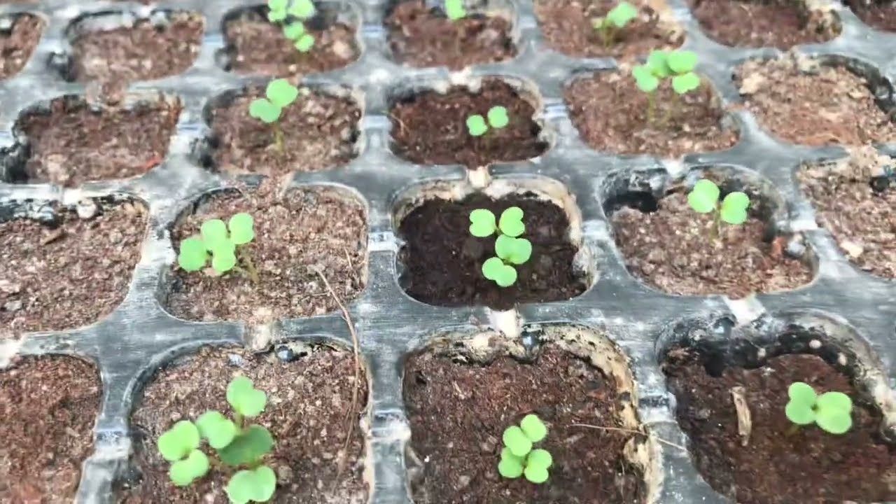 Arugula rocket leaves seed germination @Rooftopandterracekitchengarden @terracegardening