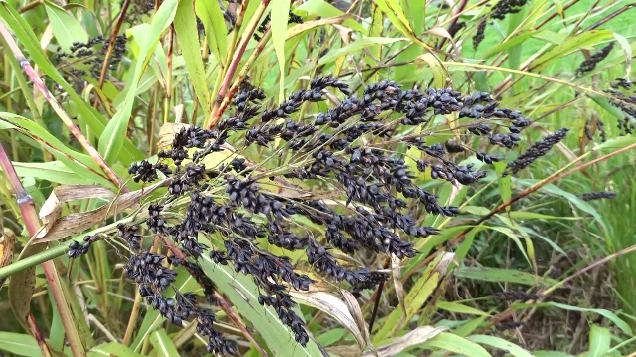 Sorghum bicolor (L.) Moench čes. čirok obecn&yacute;
