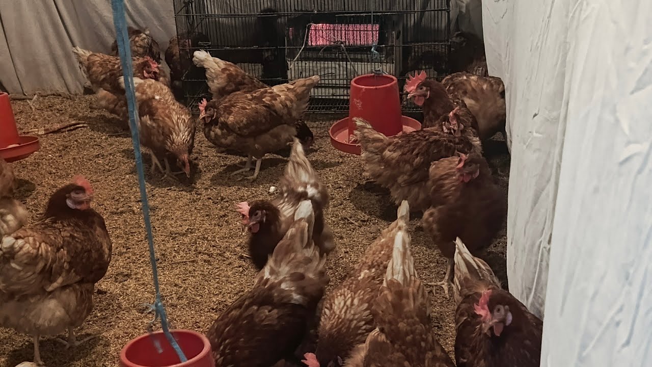  How to Control the Weather Temperature for Layer Hen Egg Laying Chicken Temperature Control Done