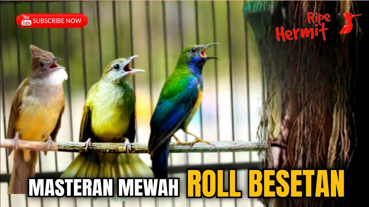 🔴MASTERAN MEWAH GACOR PARAH - CUCAK CUNGKOK KAPAS TEMBAK CUCAK JENGGOT cocok buat murai batu ijo