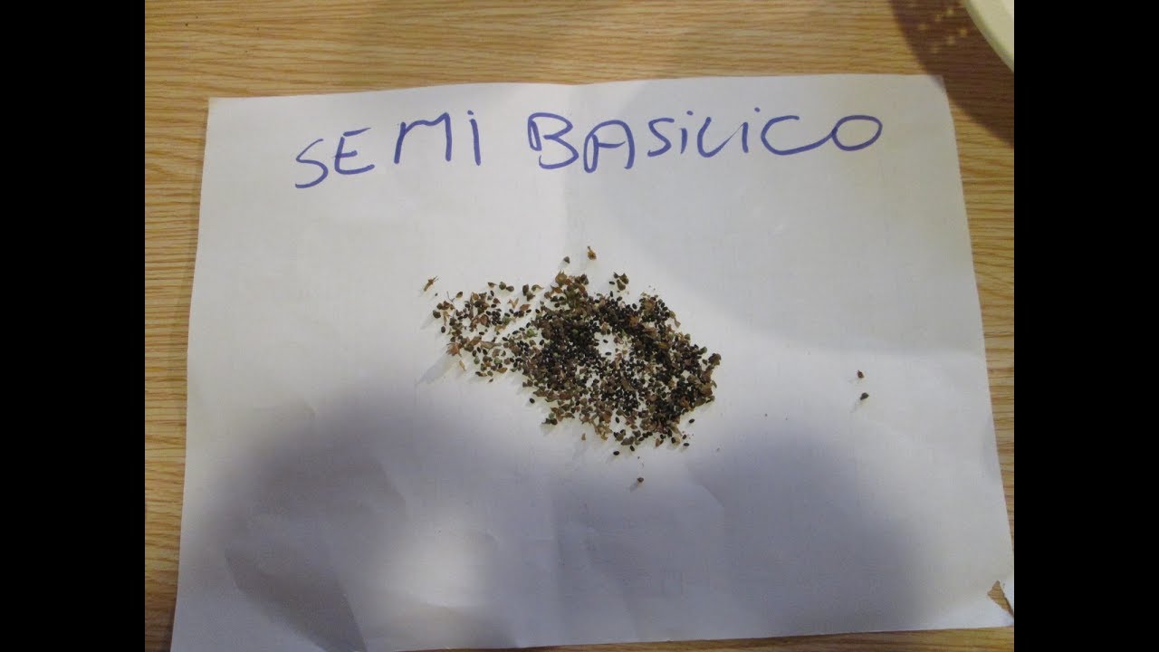 come ricavare i semi dalla pianta di basilico