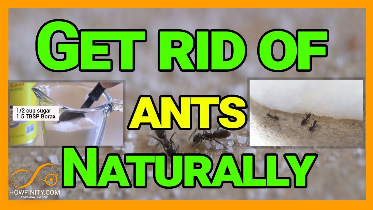 How to Get Rid of Ants Naturally With Borax