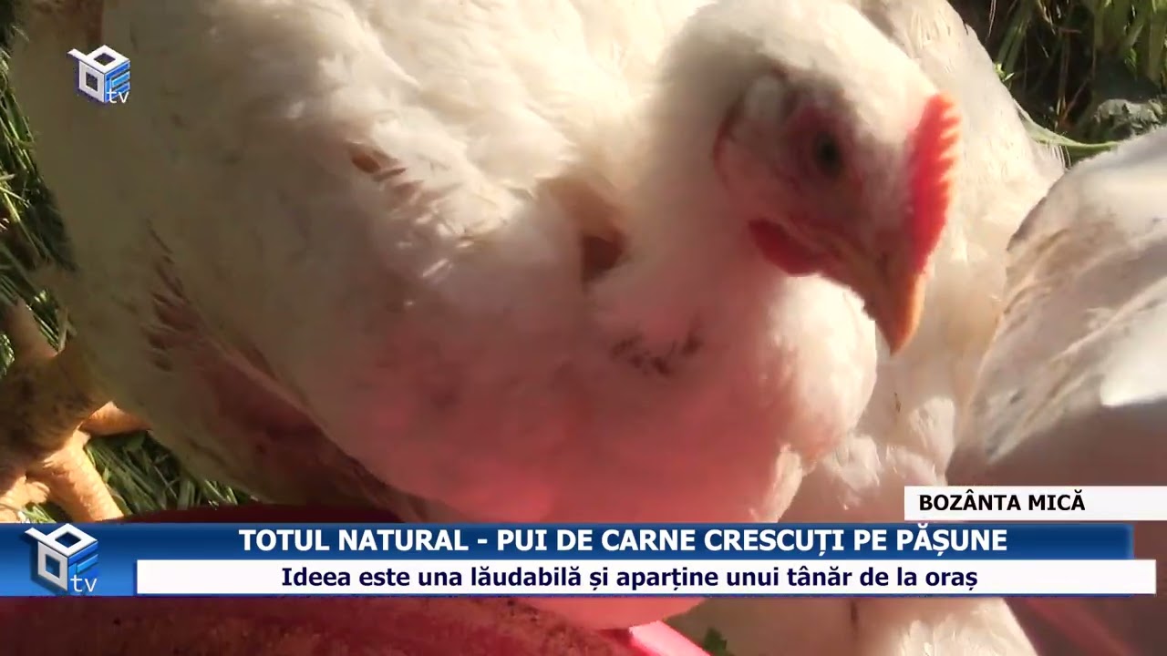 TOTUL NATURAL - Pui de carne crescuți pe pășune