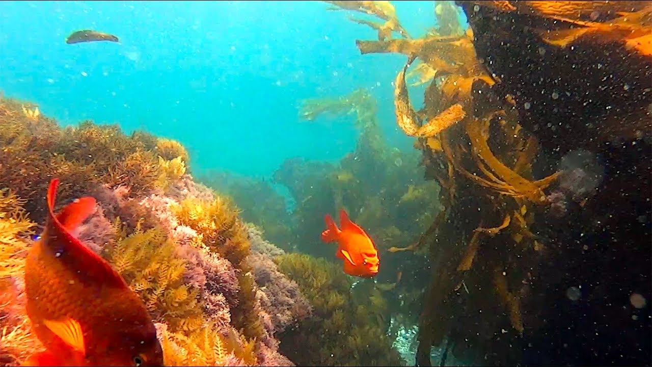 Laguna Beach - Snorkeling - 2014 to 2015