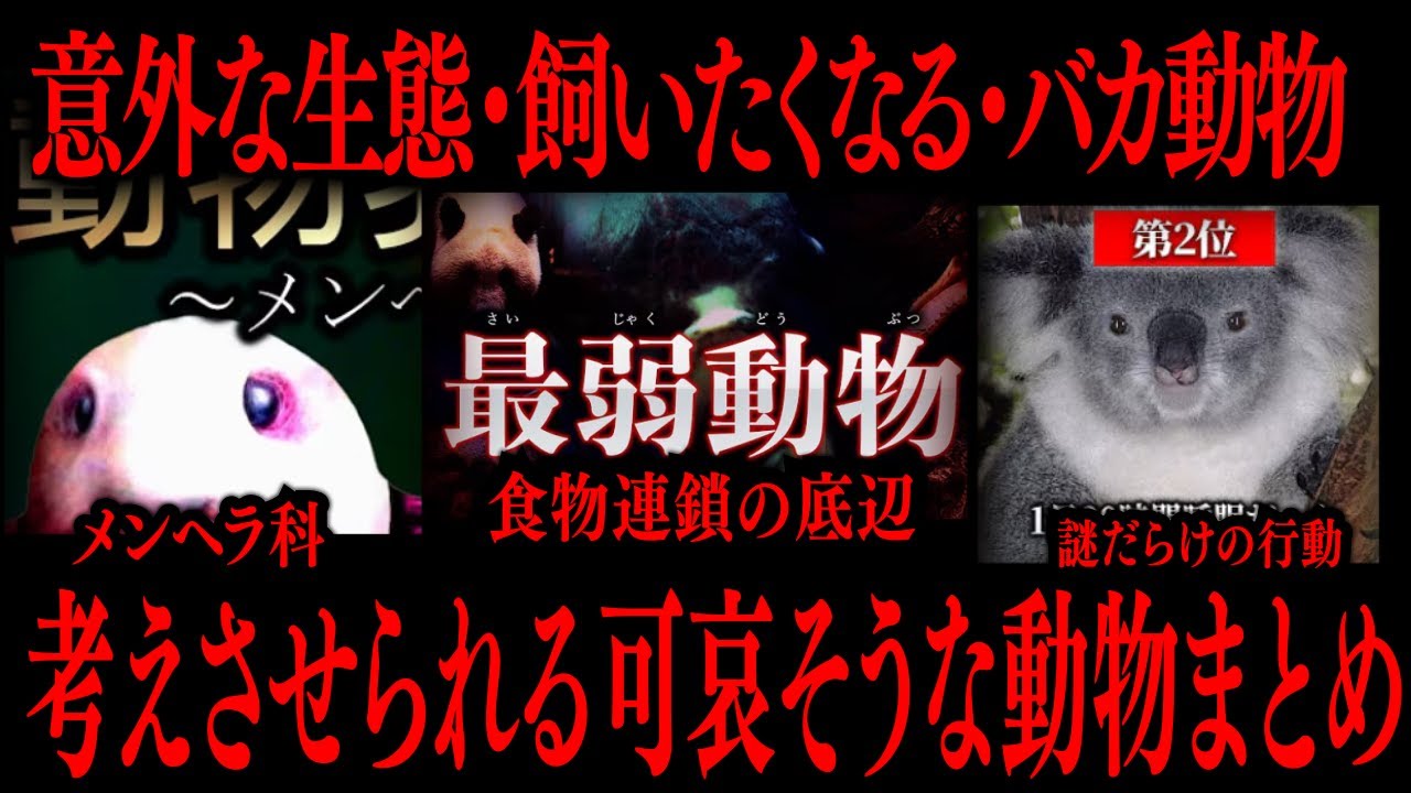 【切り抜き】考えさせられる可哀そうな動物まとめ【たっくーTV/作業用】