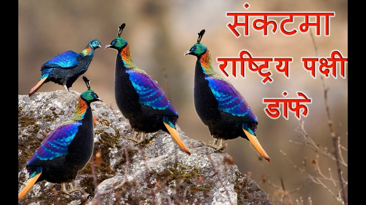 चोरी शिकारी र बासस्थानको अभावले संकटमा डाँफे | National bird danfe