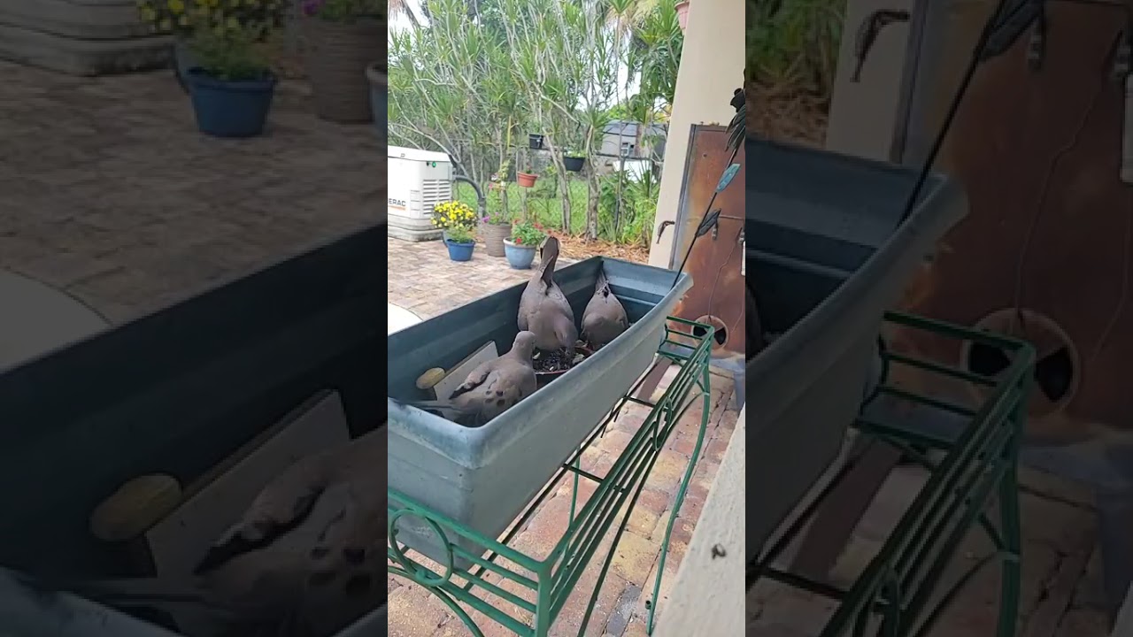 Feeding the birds! ‎⁨@casalambisco⁩  Please subscribe! 
