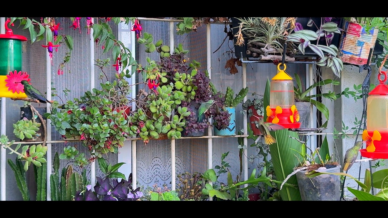 Colibries De La Costa Argentina, Santa Teresita City | Hummingbirds Of The Coast Of Buenos Aires