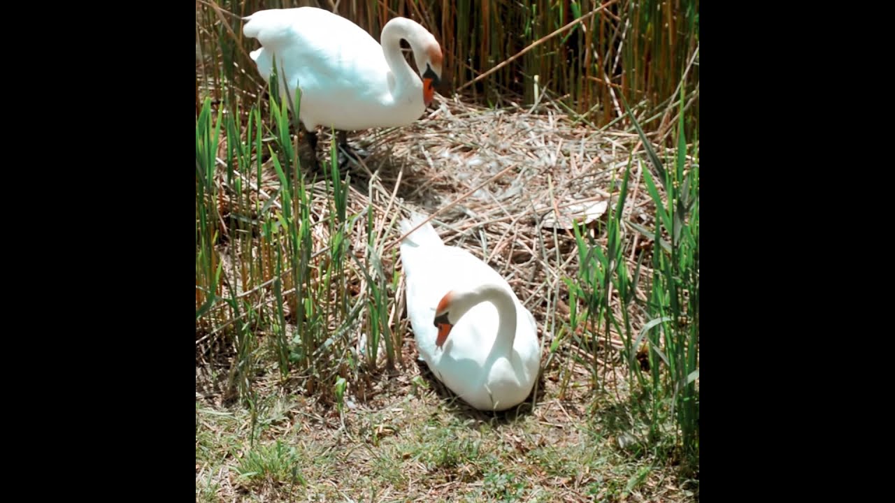 Dva bijela labuda prave gnijezdo | Two White Swans Make a Nest