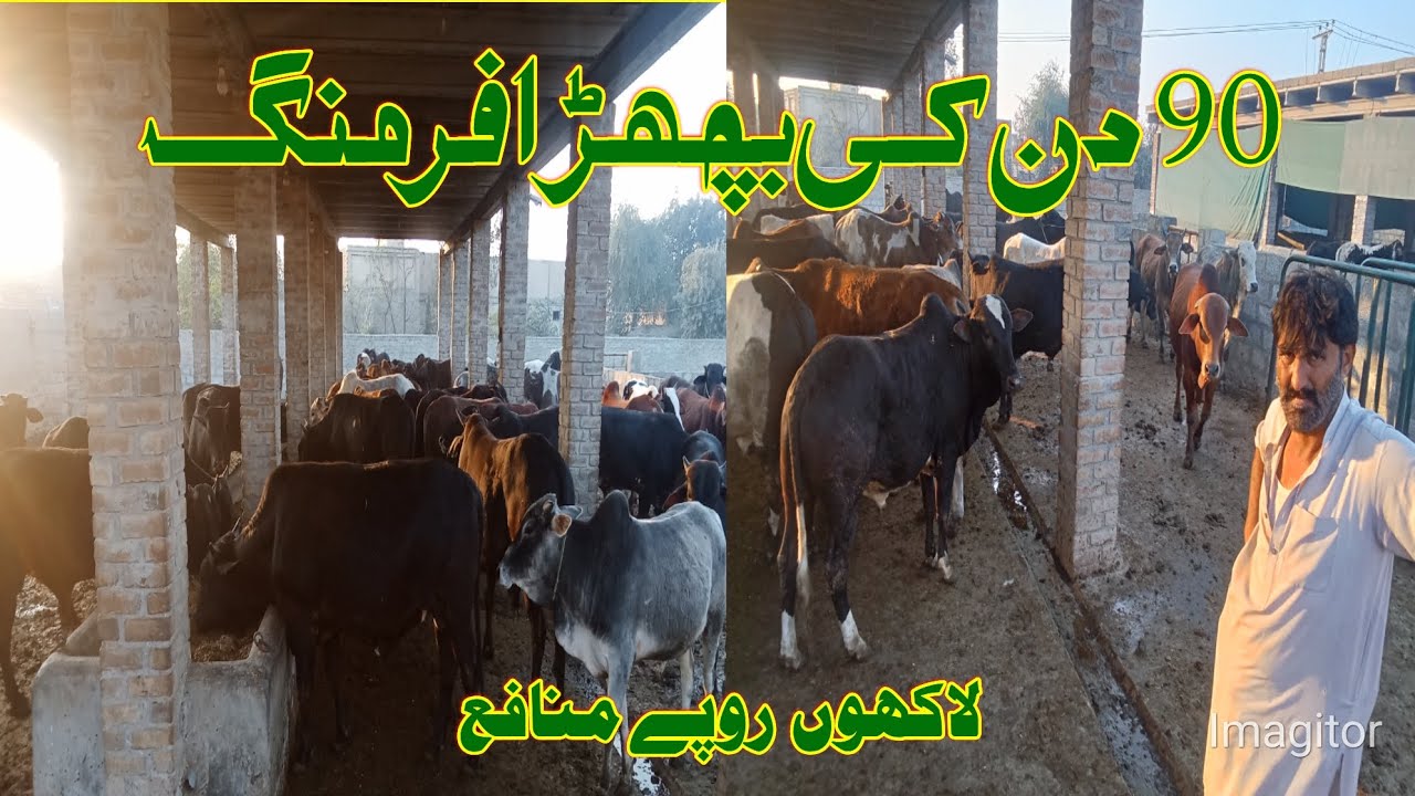 90 dinki Bachra Farming , Dikhan Biggest  Bachra Farm, Bachra Farming Business 