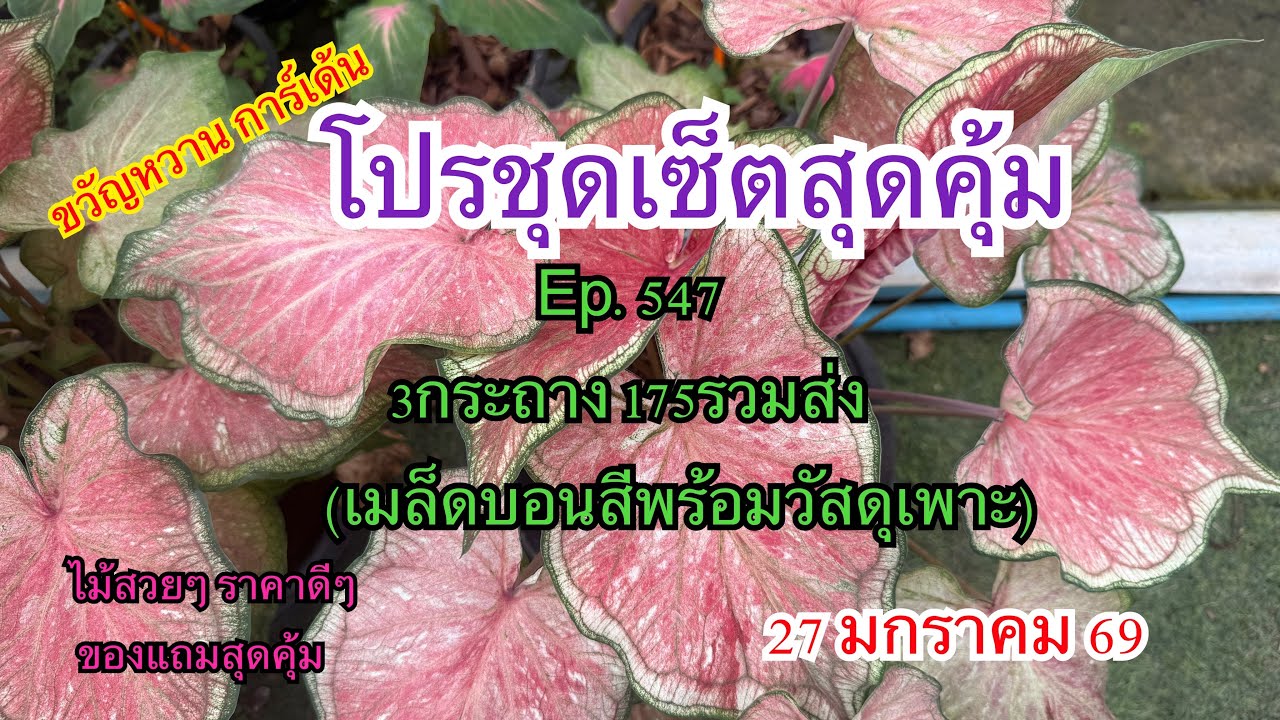 🍁🌻โปรชุดเซ็ตสุดคุ้มEp.547🍁🌻 27 มกราคม 2569☎️094-5323653 #บอนสี  #บอนสีขวัญหวานการ์เด้น