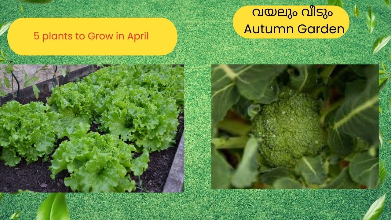 വയലും വീടും //5 plants to grow in April / winter garden