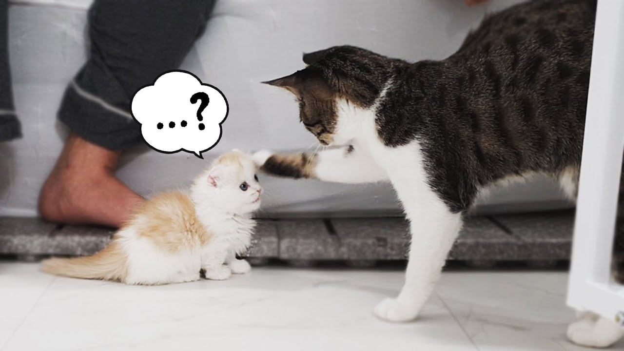 The Thrilling Face-to-Face with Baby Cats│Why did Yuni bother Soni!?