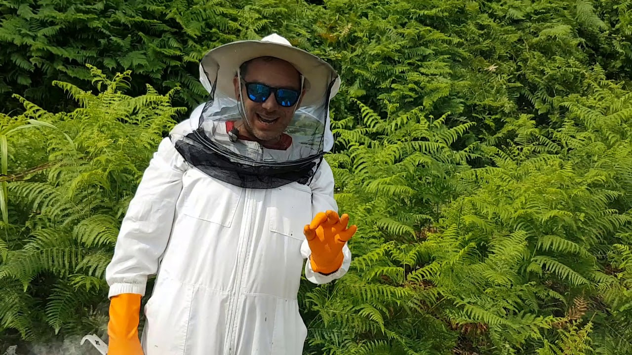 Οι παραφυάδες που έγιναν μελίσσια. Ιούνιος 2019