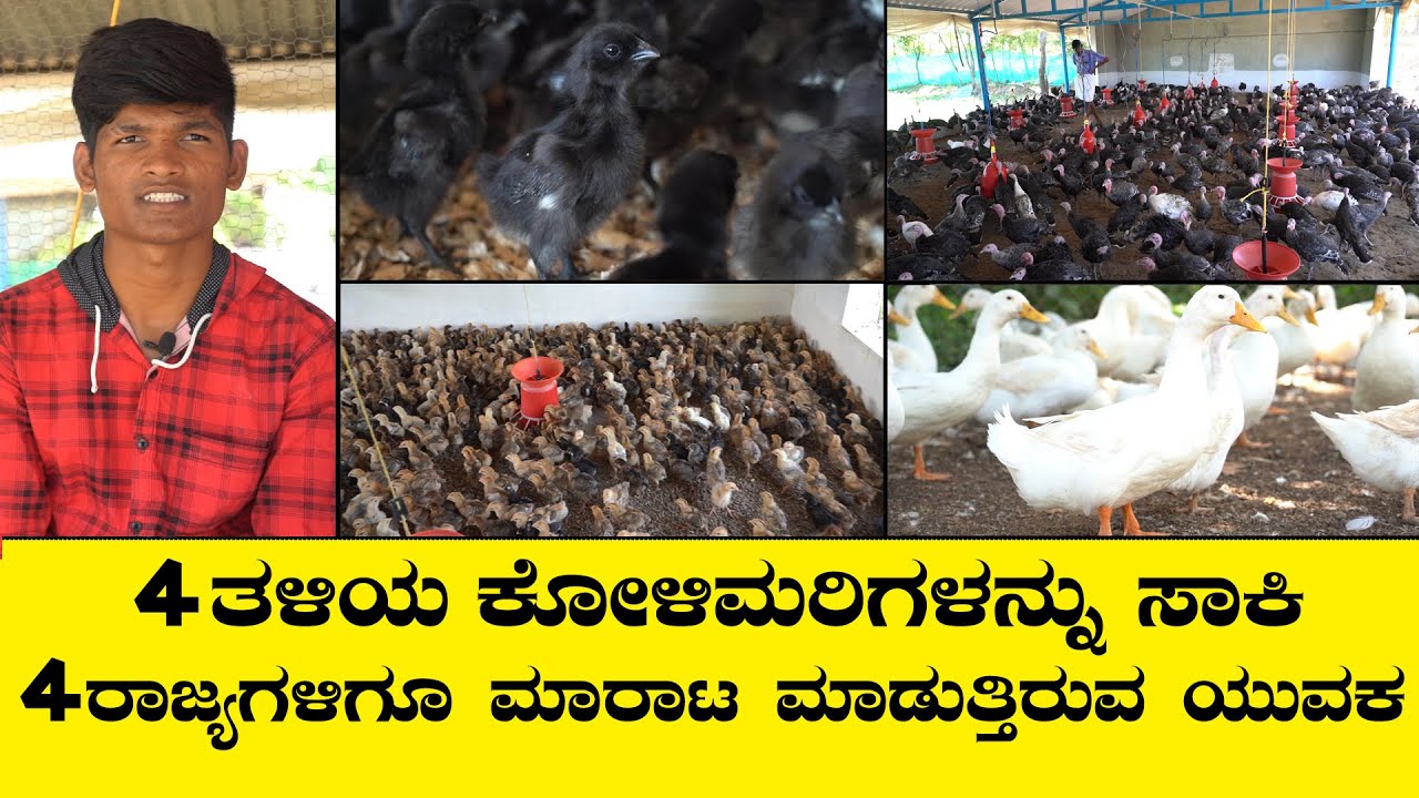 ನಾಟಿಕೋಳಿ, ಗಿರಿರಾಜ, ಕಡಕ್ನಾಥ್ ,ಟರ್ಕಿ ಕೋಳಿ ,ಬಾತುಕೋಳಿ, ಸಾಕಾಣಿಕೆ ಮಾಡಿ ಉತ್ತಮ ಆದಾಯ ಗಳಿಸುತ್ತಿರುವ ಯುವಕ