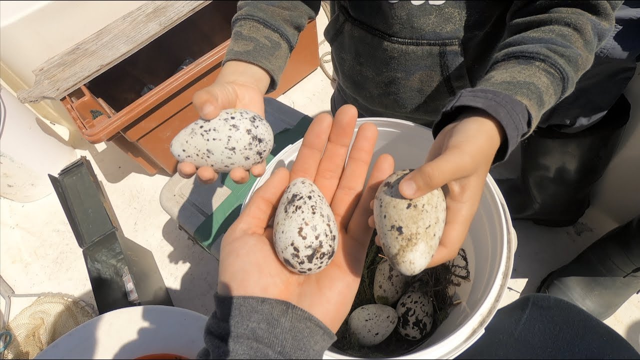A Day On the Water - Polar Bear, Icebergs, Wild Birds Eggs in Nunatsiavut