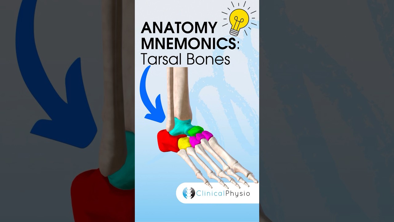 Tarsal Bones Anatomy Mnemonic #anatomy #mnemonics #physiotherapy #physicaltherapy