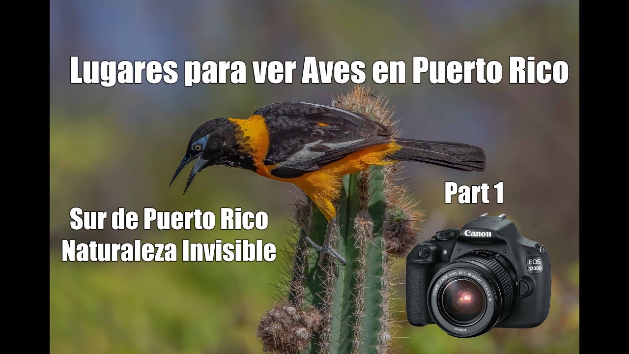 Places for Birds Part 1