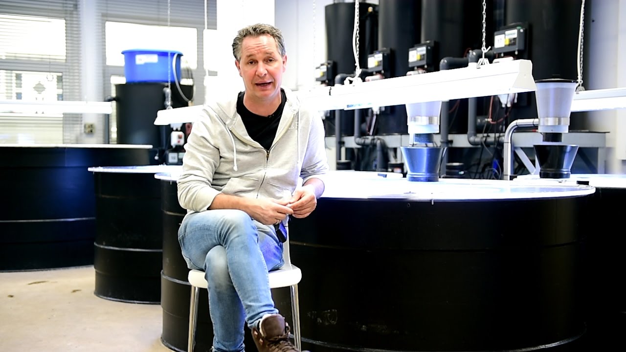 Modern Koi Blog #1481 - Sollte Koifutter vorab aufgeweicht werden?