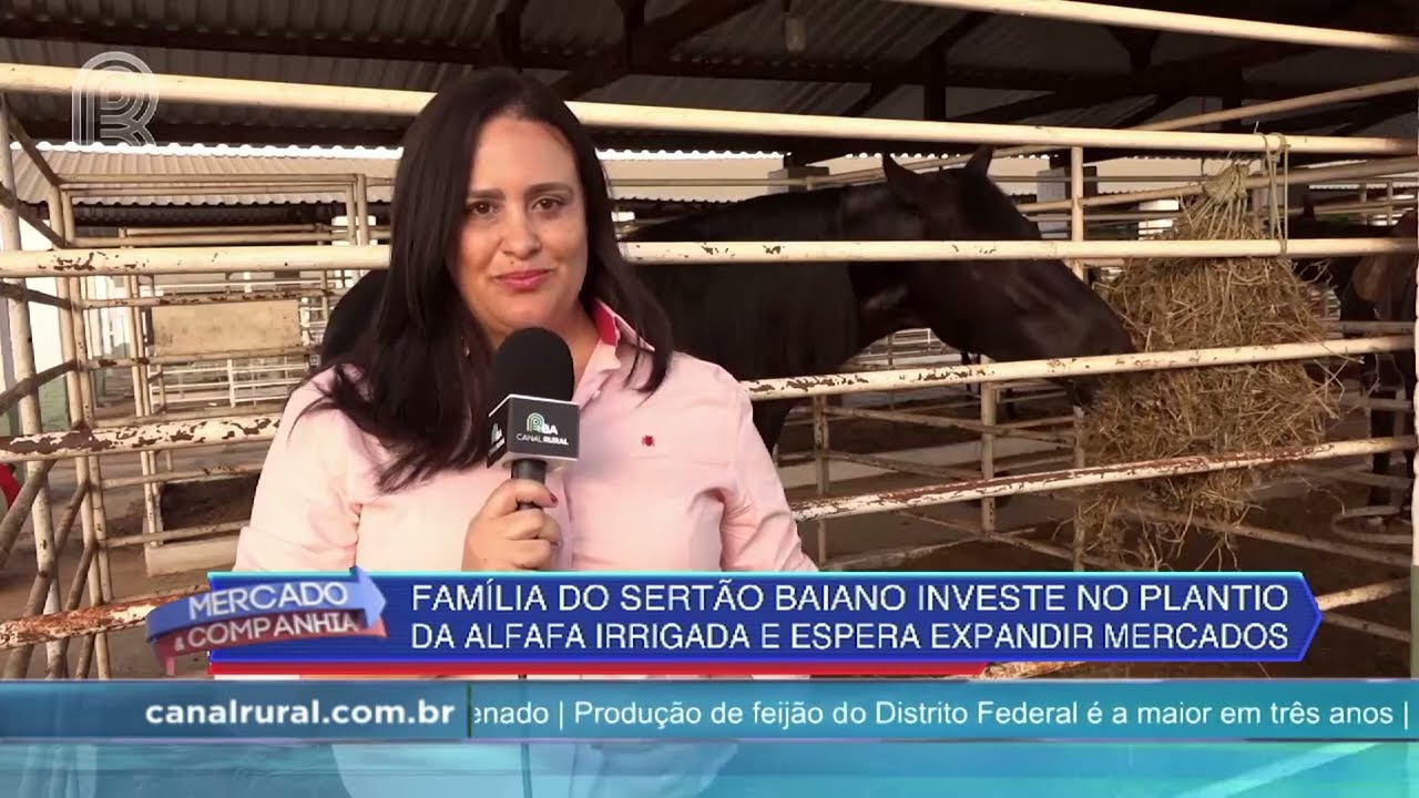 Família do sertão investe no plantio do alfafa irrigada e espera expandir negócios | Canal Rural
