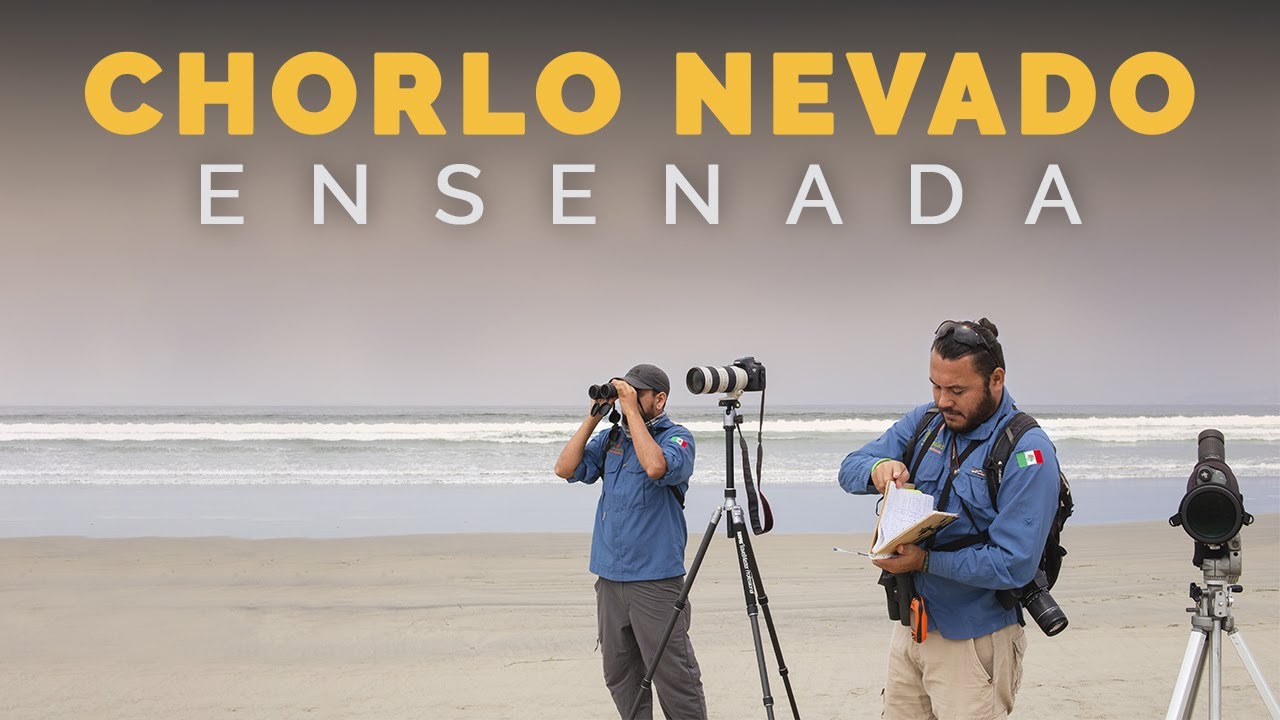 CHORLITO NEVADO | Cómo cuidar aves playeras | Ensenada