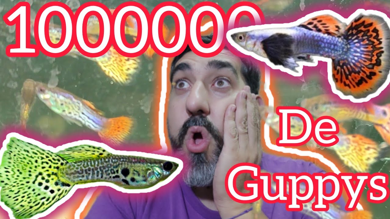 visiitamos un criadero de GUPPYS DE LINEA @eltioguppilin
