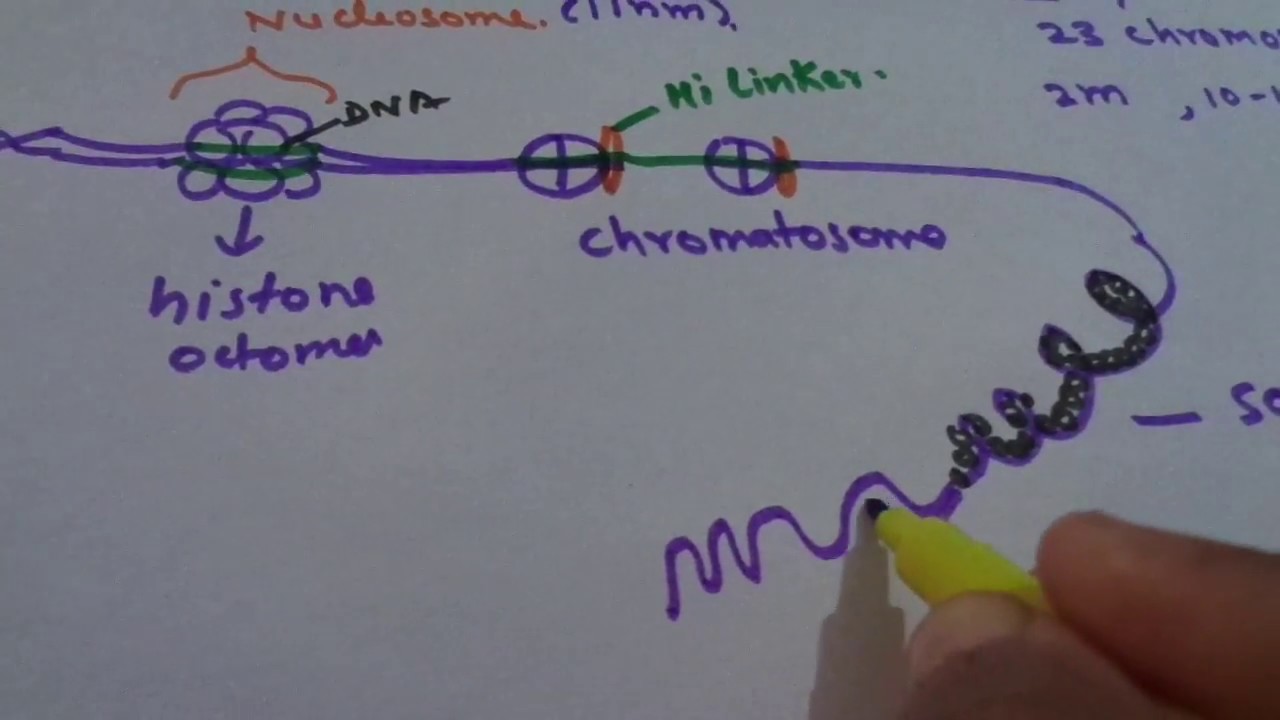 DNA Packaging and organization