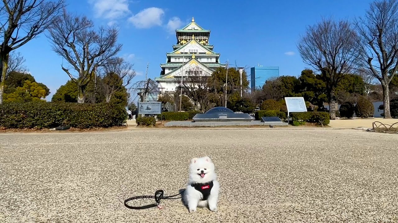 【大阪散歩】大阪城のキヨラニアン【冬の陣】