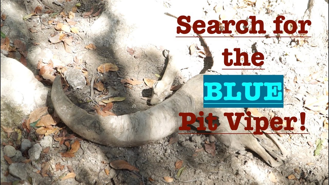 Search for the Blue Viper: Snakes of Komodo National Park