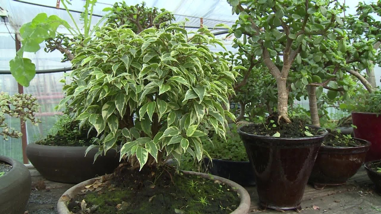 Kertbarát - így készül a bonsai!