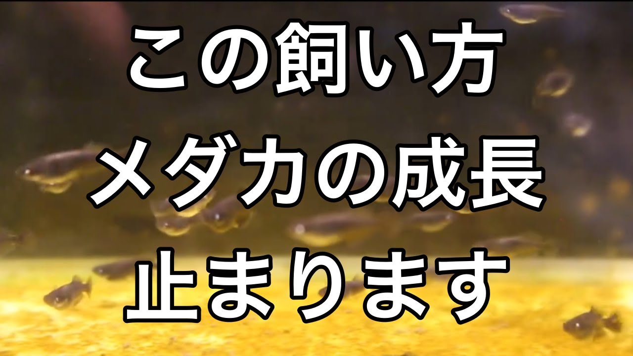 メダカを早く大きく育てるコツを紹介！