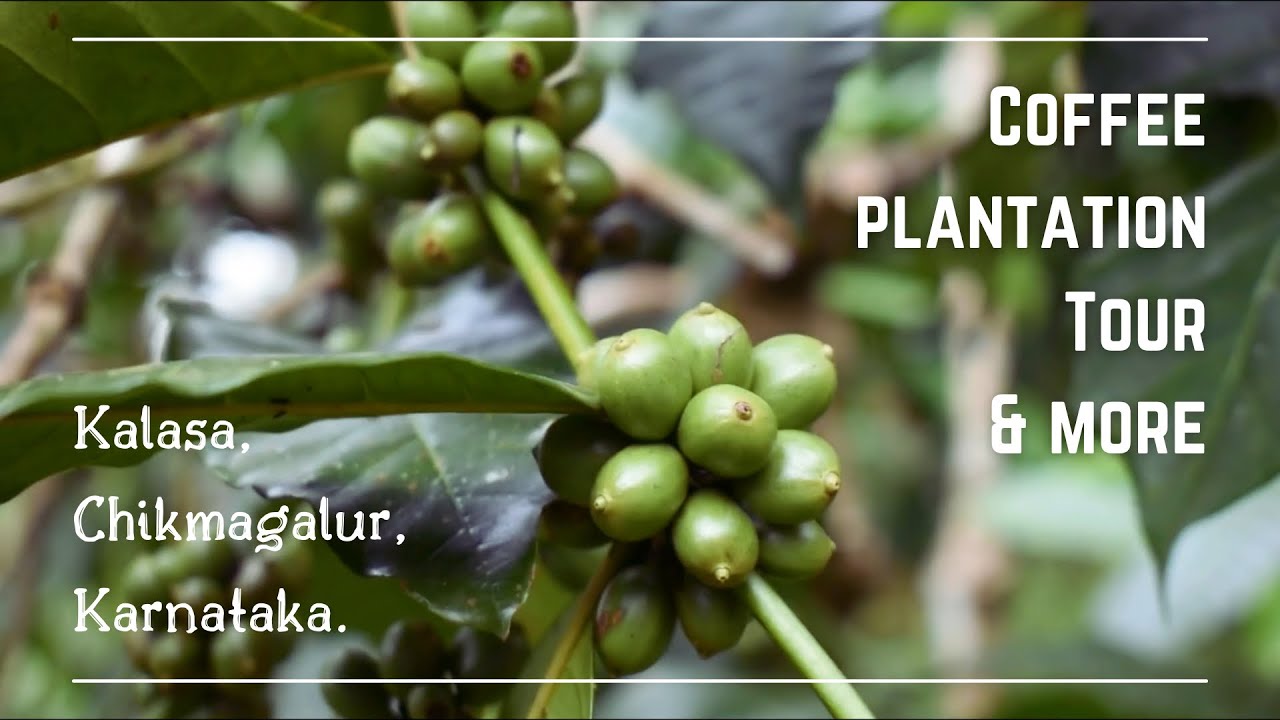 Visiting Coffee plantation and eating hot local snacks | Chikmagalur, Karnataka