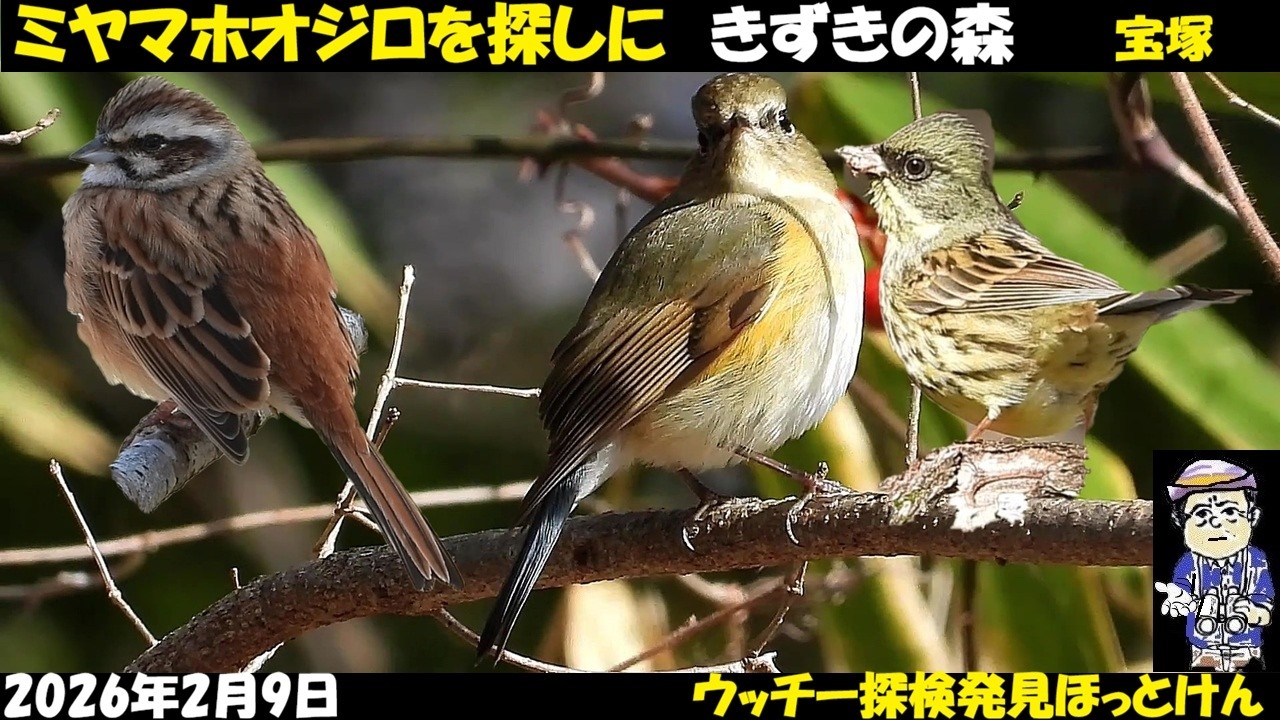 ミヤマホオジロを追いかけて！宝塚きずきの森へ。ルリビタキ、シロハラ、アオジ、ホオジロ、ツグミ、コゲラ、シジュウカラ、エナガなど。野鳥観察、うっちー探検発見ほっとけん