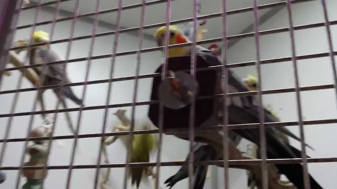 Schlauer Vogel